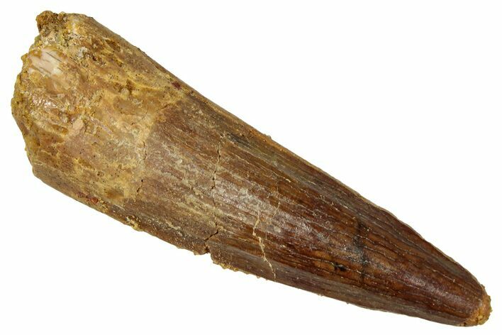 Fossil Spinosaurus Tooth - Real Dinosaur Tooth #329627